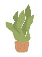 sansevieria objeto vectorial de color semiplano. planta de interior en maceta. elemento editable. artículo de tamaño completo en blanco. ilustración de estilo de dibujos animados simple de flora para diseño gráfico web y animación vector