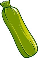 Interesting zucchini, illustration, vector on white background.