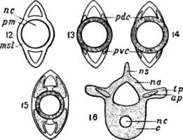 Development of the notochord, vintage illustration. vector