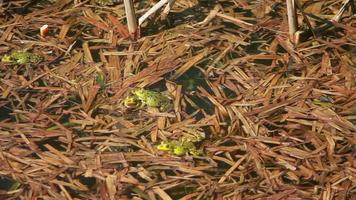 gran cantidad de ranas saltando en el lago video