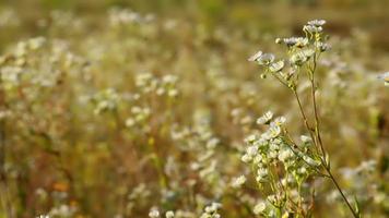 prairie, prairie de pâquerettes. beaucoup de marguerites, beauté du monde environnant. marguerites sauvages. la nature et ses décors. video