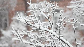 bomen in de sneeuw video