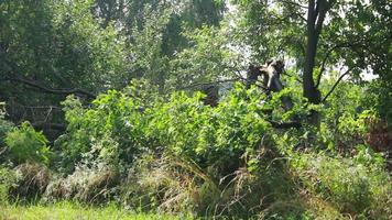 orkaner, tyfoner och tropisk cykloner är de mest kraftfull och destruktiv väder fenomen på jord och strejk flera olika länder runt om de värld varje år. video