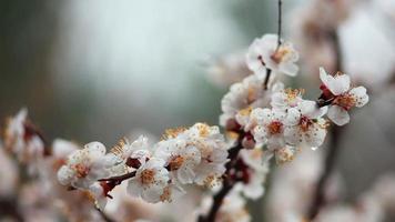 flores brancas em uma árvore na chuva de primavera vem video