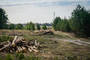 Felled pine trees in forest photo
