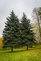 Two spruce trees in the park photo