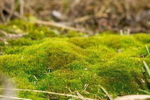 macro de musgo verde foto