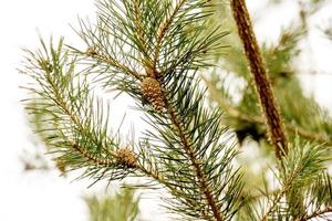 Spruce Tree Branches photo