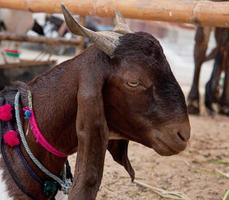 Goat on a farm in the village. Beautiful goat posing photo