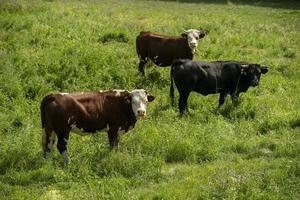 A group of cows grazing in a green grass field photo