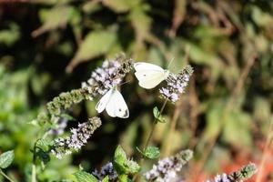 Mentha plant in a home garden photo