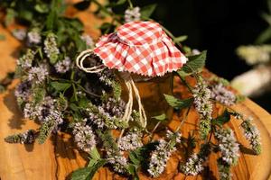 Mentha plant in a home garden photo