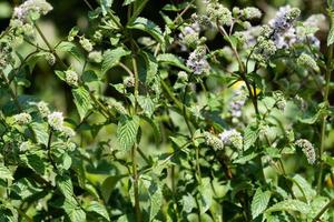 Mentha plant in a home garden photo