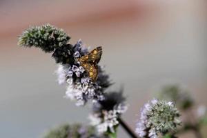 Mentha plant in a home garden photo