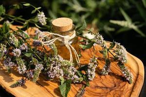 Mentha plant in a home garden photo