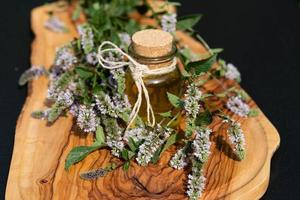 Mentha plant in a home garden photo