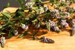 Mentha plant in a home garden photo