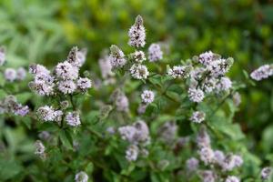 Mentha plant in a home garden photo