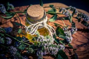 Mentha plant in a home garden photo