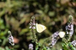 Mentha plant in a home garden photo