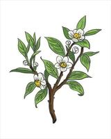 Vector branch with spring flowers. Realistic flower tree branch. Detailed hand drawn clip art elements isolated on a bright background for your designs, postcards, advertisements, social media posts,