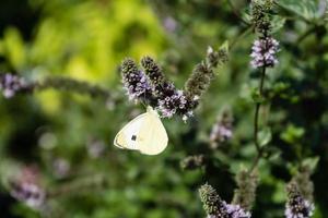 Mentha plant in a home garden photo