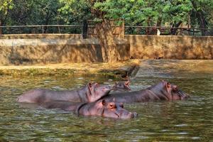 Closeup shot of a resting hippopotamus on a water surface in a zoo photo