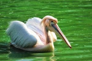 Closeup of a Pink-backed pelican on a pond under the sunlight photo