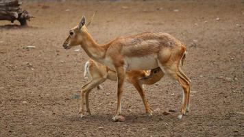 Young deer drinking milk from its mother breast photo