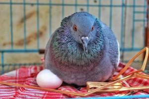 Closeup shot of a common pigeon hatching eggs inside a cage photo