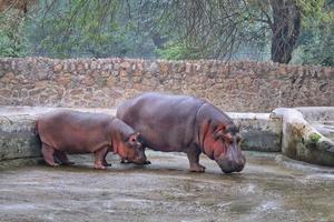 View of mother and baby hippopotamus in the zoo photo