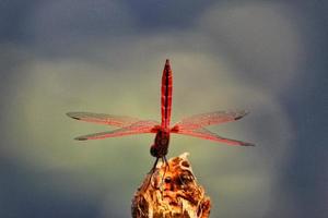 foto macro de una libélula roja en una textura de árbol viejo