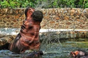 Captura de pantalla de un hipopótamo jugando con agua en un estanque en un zoológico foto