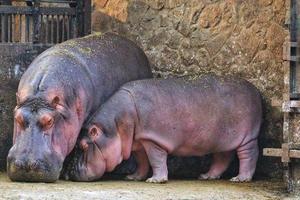 View of mother and baby hippopotamus in the zoo photo