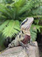 Water dragon sunning itself photo