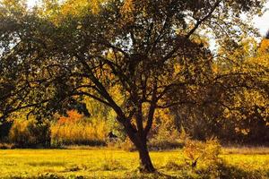 A large tree with yellow leaves close-up against a background of mixed forest. Autumn landscape. photo