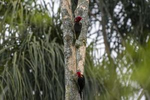 pájaro carpintero rey en actividad en el árbol foto
