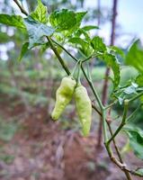 Close-up of fresh yellow chilies growing in the garden. ready for harvest photo