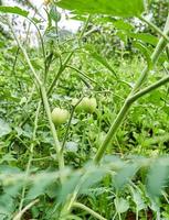 Fresh green tomatoes growing in the garden. bunch of green tomatoes in the garden. ready to harvest fresh green tomatoes. photo