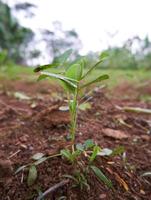 close-up of a peanut plant growing on a plantation photo