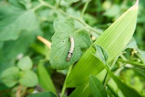 Caterpillars on tomato plantation leaves photo