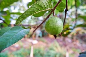 Close-up of fresh red guava growing in the yard. photo