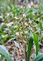 Beautiful wild plants growing in the yard photo