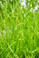 Beautiful wild plant green grass. beautiful wild growing in the plantation. photo