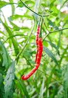 Close-up of fresh curly chilies ready to be picked. growing in the yard. photo