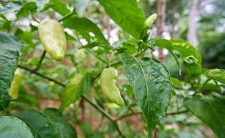 Close-up of fresh yellow chilies growing in the garden. ready for harvest photo