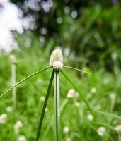 Beautiful wild plant. beautiful wild growing in the plantation. photo