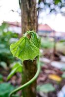 Close-up of beautiful green leaves growing in the yard photo