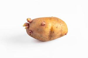 Sprouts on potato tubers. Sprouted potatoes on white background. photo