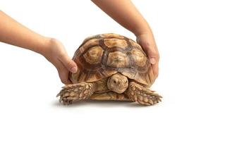 woman's hand is releasing a turtle into the ground Centrochelys sulcata isolated on white background. The concept of releasing turtles into nature photo